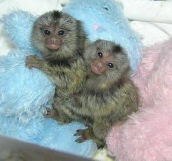 Free Well home trained and beautiful marmoset babies monkeys for ad