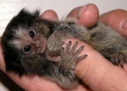 female Marmoset monkey for re-homing.