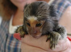 Cute little Marmoset Monkeys for sale