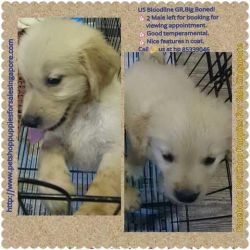 6 To 7 Weeks' Puppies For Booking & Sales!