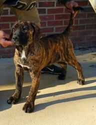 persa canario pup for sale