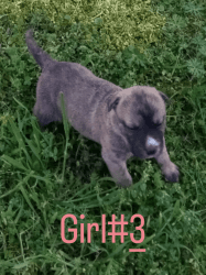 Girl pitbull puppy