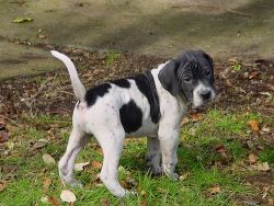 Magnificent Home Raised Pointer Puppies