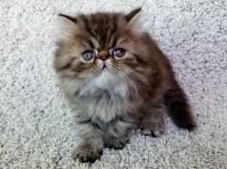 Dark Cream Tabby Longhair Persian kitten with a high nose/flat face
