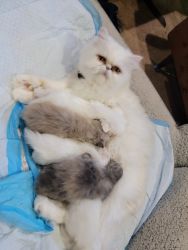 Beautiful Persian kittens