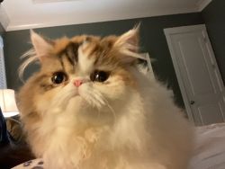 Beautiful Persian kitten for sale