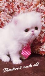 Ljsh Persian kittens khdb