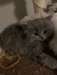 Persian Ragdoll Kittens available Oct 2