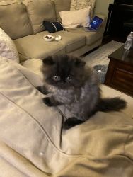 Persian kittens for sale in good homes