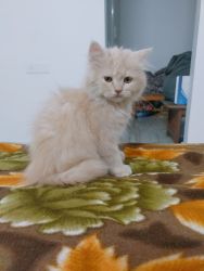Persian male cat 60days old