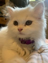 Male Persian Kitten