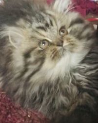 Persian kittens born September 24th need to be rehomed