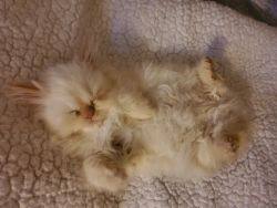 Gorgeous persian kittens flamepoints