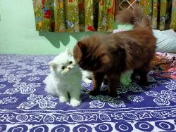 Pure White Persian Kitten