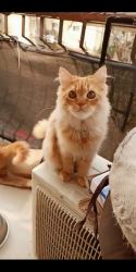 Ginger persian kittens available