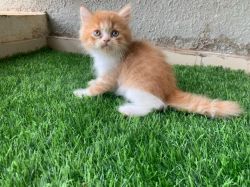 Pure persian kitten