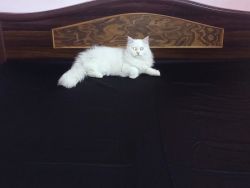 Persian pure kitten
