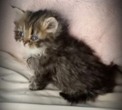 Purebred Baby Doll Faced Persian Kittens