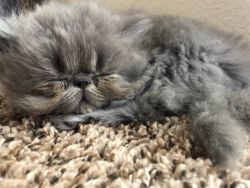 Grey persian kittens