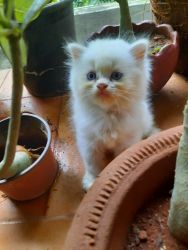 Persian kittens for sale in goa. Call xxxxxxxxxx