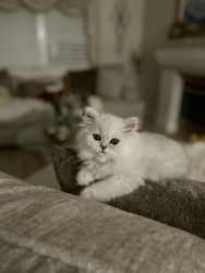 Gorgeous Chinchilla Persian kitten