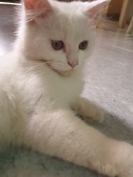 Persian white cat boy