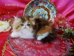 CFA Royal Persian Absolutely Delightful kittens