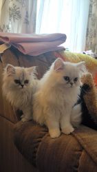 Dollface Persians