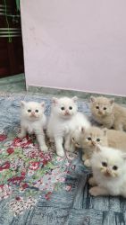 I want to sale Persian cat
