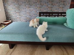 Persian Cats - Couple -4 months old
