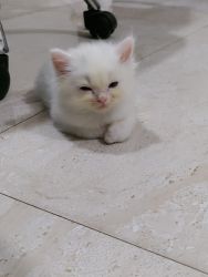 Persian kittens one and half months old