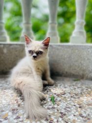 Original Persian Cat