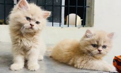 Kittens for sale ..