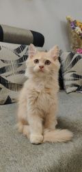 Selling Cute Male Persian Kitten