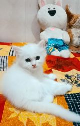 Persian kitten( Fem) 2 mon
