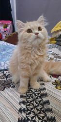 Persian kitten for sell