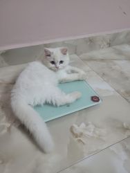 Persian kitten (white)