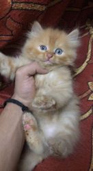 Persian kittens 55 days old