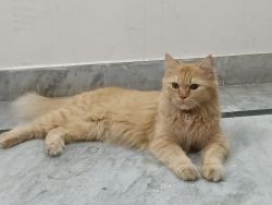 Persian Cat trained to stay with falimy