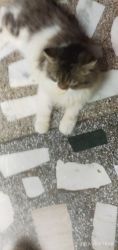 Persian cat age 9 months gender male