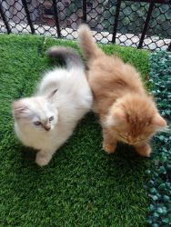 Cute & Adorable Kittens for sell : Need a pet lover family.