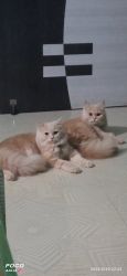 2 Female Persian Cats