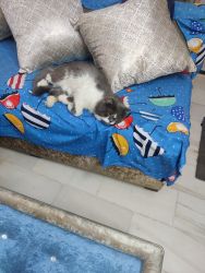 Adopt Persian cat