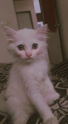Persian cat is three month old