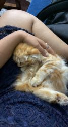 Persian kitten for sale