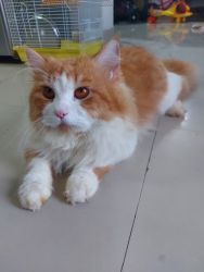 Percian Male Cat 1yr old for Sell