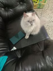 Persian cats male and female for sale
