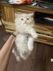 Healthy and playful male Persian cat for sale