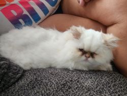 2-7 month old female persians