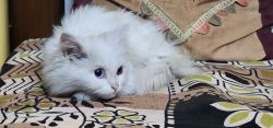 70 days old persian cat